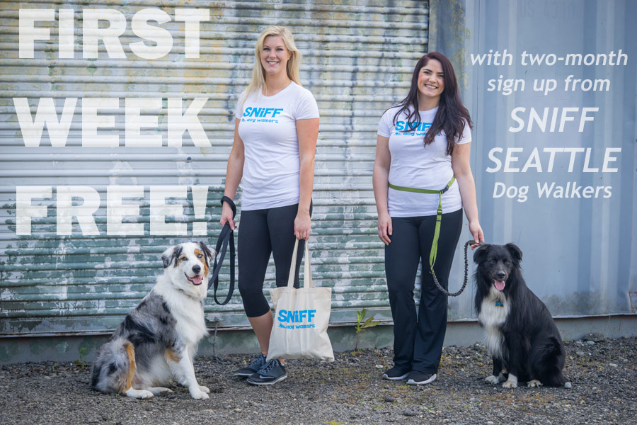 Special Offer First Week Free From SNIFF Seattle Dog Walkers
