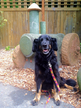 Spaniels, North Seattle Dog Walker