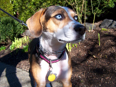 Ava The Beagle