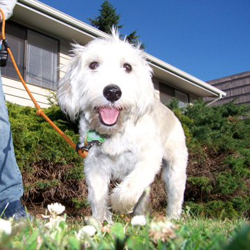 Best Dog Walking In Seattle, Schnoodle