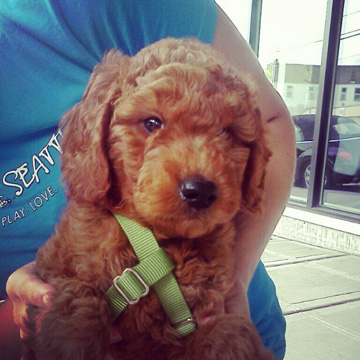 Alfred, Goldendoodle Puppy