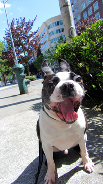 Pet Sitting Belltown, Terriers, Sniff Seattle Dog Walkers