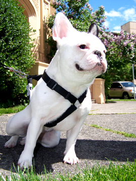 Dog Walking In Queen Anne, Sniff Seattle Dog Walkers, Dotty The French Bulldog