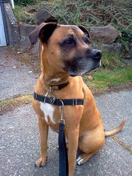 Dog Walking 98115, Sniff Seattle Dog Walkers, Duncan