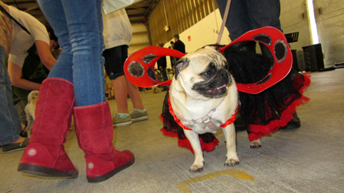 Pug Costume, Seattle Pug Rescue, Sniff Seattle Dog Walkers