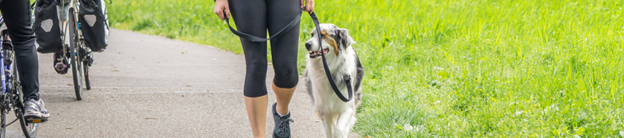 Dog Walking Services From Sniff Seattle