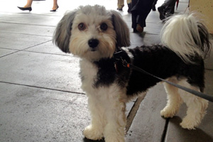 Dog Walker Belltown, Sniff Seattle Bellevue, Havanese Dog