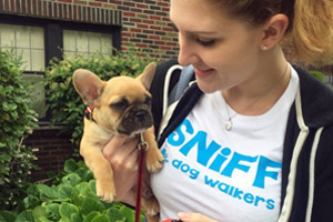 French Bulldog, Puppy, Sniff Seattle Puppy Out Relief
