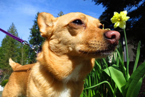 Corgi-Chihuahua Mix, Dog Walker Bellevue Seattle