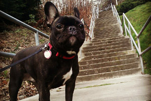 Bellevue Seattle Dogs, French Bulldogs, Dog Sitter Magnolia