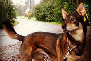 Bellevue Seattle Dogs, Maple Leaf Dog Walking, Dog Walker 98115