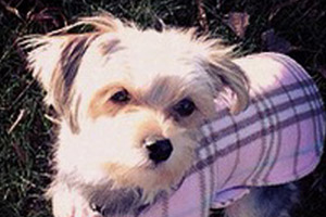 Dog Walking Capitol Hill, Cute Dogs, Dog Walker 98112
