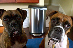 Boxer (Dogs), Dog Walker Fremont, Puppy Eyes