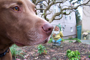 Pit Bull Labroador, Maple Leaf Dog Walking, Bellevue Seattle Dogs