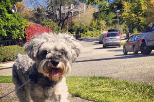 Dog Walker Laurelhurst, Sniff Seattle Bellevue, Schnauzers