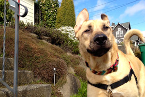 Mastiffs, Bellevue Seattle Dogs, Dog Walker Ballard