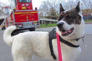 Belltown Dog Walking, Seattle Fire Department, Akitas