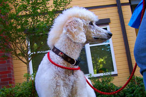 Sniff Seattle Dog Walkers, Mohawk Poodle, Dog Walking 98122