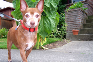 Ballard, Sniff Seattle Dog Walkers, Bob The Chihuahua