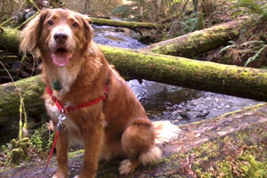 Golden Retrievers, Boeing Creek Park, SNIFF Seattle Dog Walkers