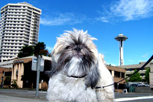 Dog Walking Belltown (98121), Sniff Seattle Dog Walkers, Space Needle