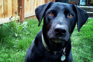 Black Labradors, Sniff Seattle Bellevue, Dog Walker 98105