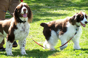 Bellevue Seattle Dogs, Springer Spaniels, Dog Walking Magnolia