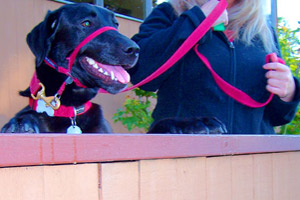 Dog Walker Broadview Seattle, Sniff Seattle Bellevue Dog Walkers, Black Labs