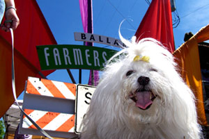 Ballard Farmers Market, Sniff Seattle Bellevue Dog Walkers, Dog Walking 98107