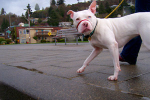 Sniff Seattle Dog Walkers, Alki Beach, Dog Walking 98116
