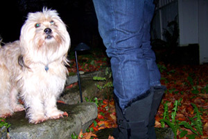 Lhasa Apso, 98115, Sniff Seattle Dog Walkers