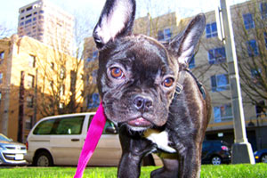 Dog Walking First Hill, Downtown Seattle Dog Walker, French Bulldogs