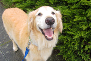 Sniff Seattle Dog Walkers, Retrievers, Dog Walking 98116