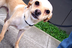 Chihuahuas, Sniff Seattle, Dog Walkers Eastlake Seattle (98102)