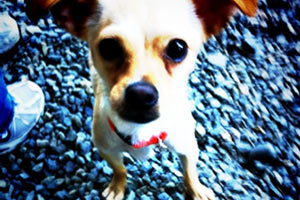 Dog Walking 98116, Sniff Seattle Bellevue Dog Walkers, Chihuahua