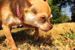 Sniff Seattle, Chihuahua, Dog Walking Mercer Island