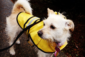 Dogs In Raincaots, Bellevue Seattle Dog Walkers, Dog Walking 98007