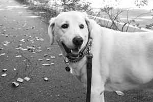 Bellevue Dog Walker, West Lake Sammammish Dog Walking, Yellow Labradors