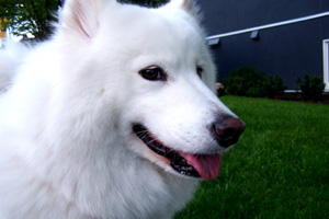 Dogs Queen Anne, Samoyeds, Sniff Seattle Bellevue Dog Walkers