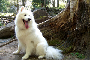 Pets Queen Anne, Samoyeds (Dogs), Sniff Seattle Pet Care