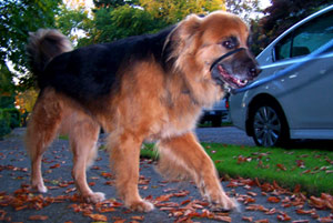 Dog Sitters 98119, Queen Anne Pet Sitters, Sniff Seattle Bellevue Dog Walkers