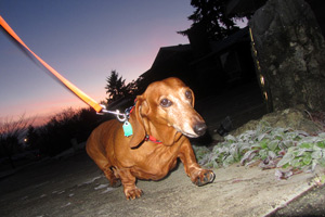 Dog Walks Redmond, Sniff Seattle, Dachshunds