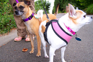 Dog Walking In Pinehurst (98125), Chihuahuas, Sniff Seattle Bellevue Dog Walkers