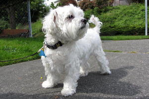 Maltese Dog, Sniff Seattle, West Seattle Dogwalkers