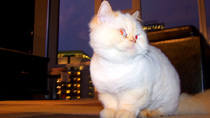 Bellevue Seattle Pet Sitters