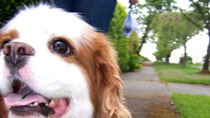 Bellevue Seattle Dog Walking