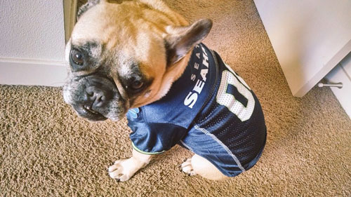 Bow Wow Blue Friday Photos, Sniff Seattle Dog Walkers, Seattle Seahawks