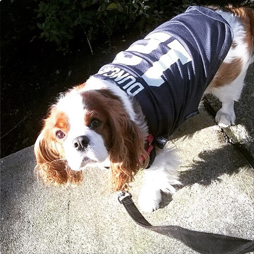 Bow Wow Blue Friday Photos, Sniff Seattle Dog Walkers, Seattle Seahawks