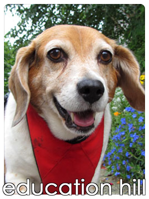 Redmond WA Dog Walker
