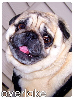 Dog Walkers Overlake, Pug